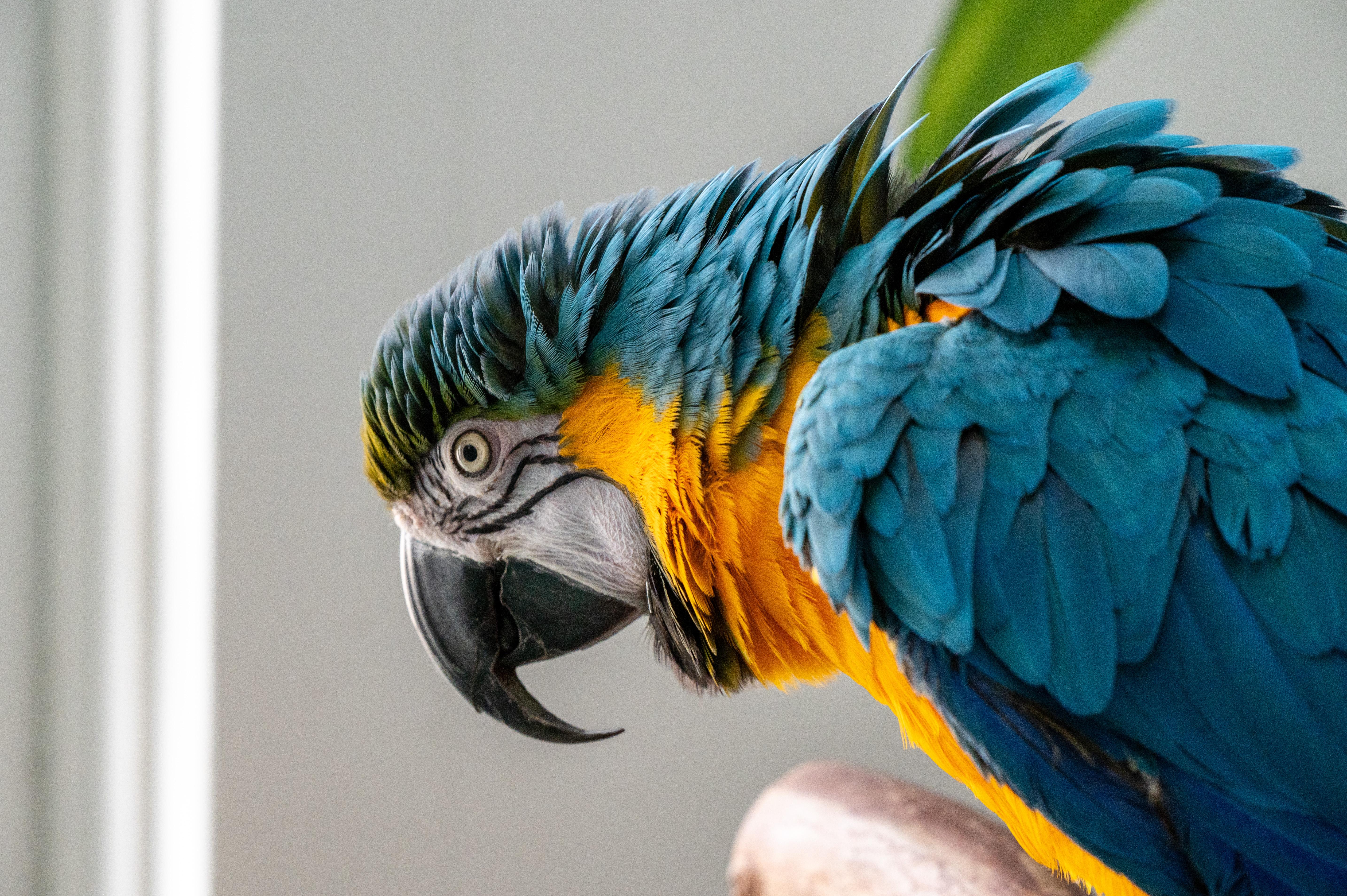 Nibbles The Blue and Gold Macaw, Adult Unknown Macaw