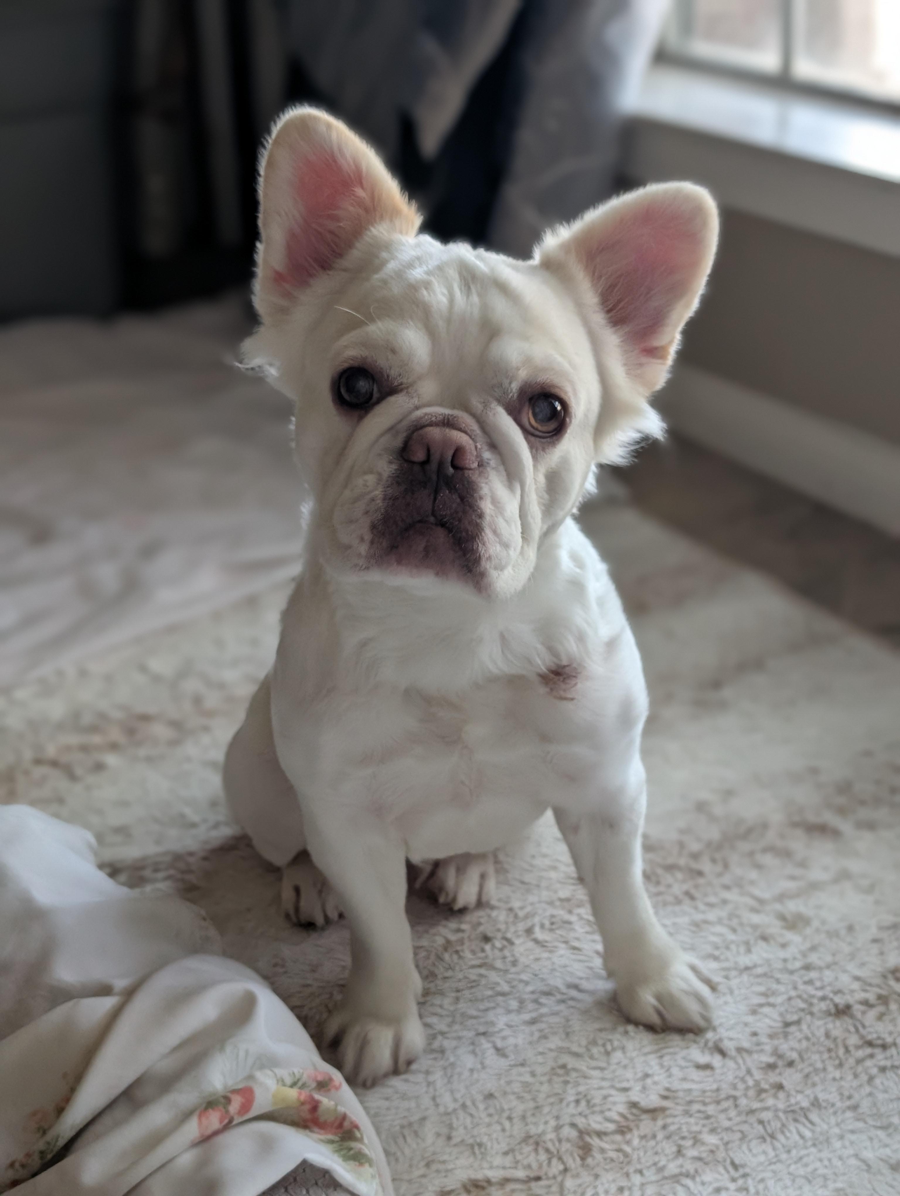 Cherene Brt thumbnail 3