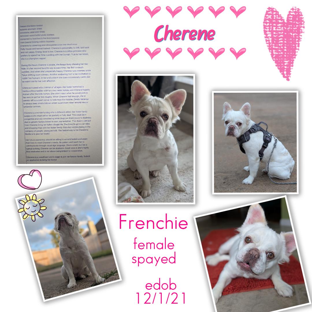 Cherene Brt thumbnail 4