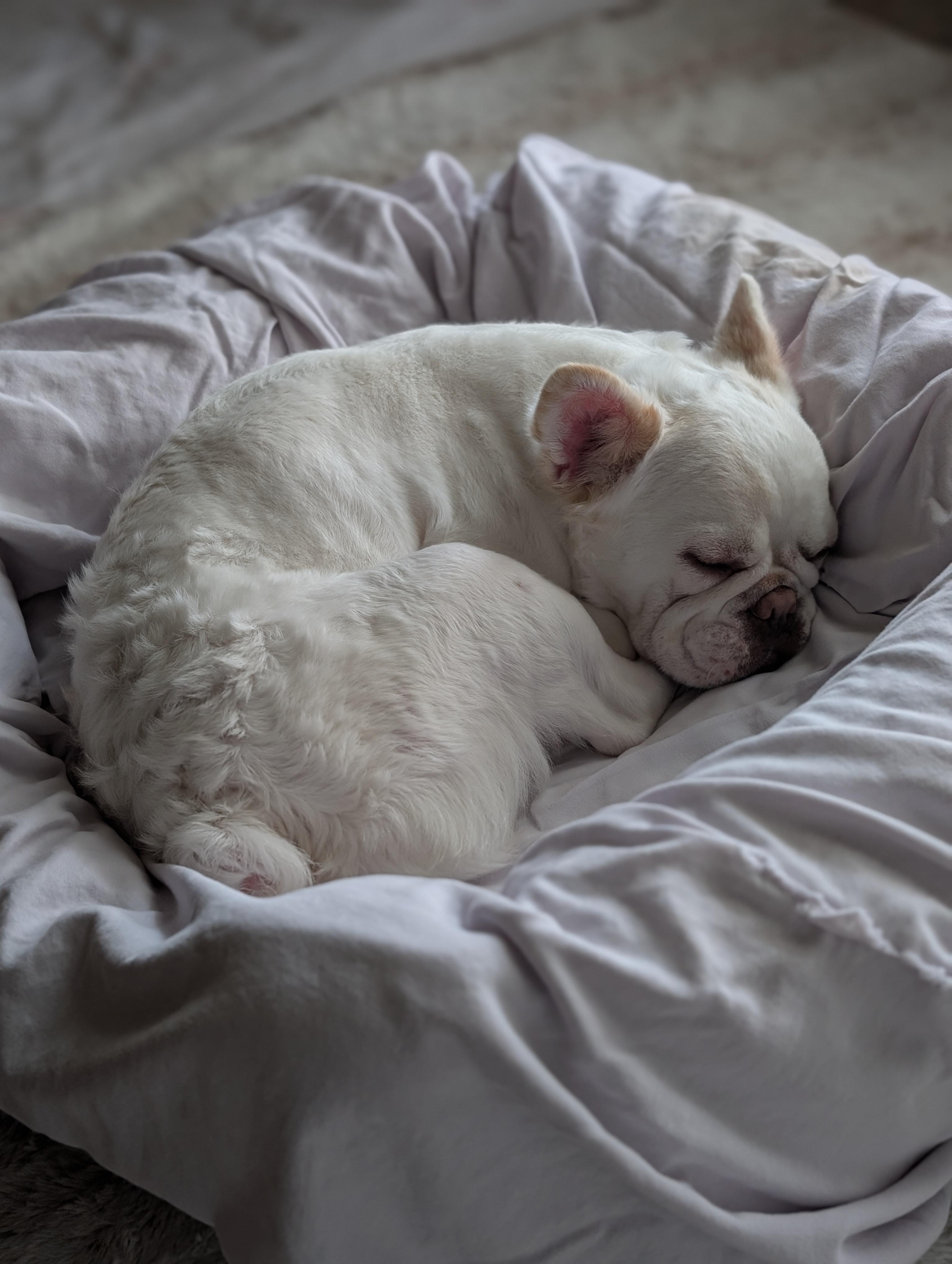 Cherene Brt thumbnail 5