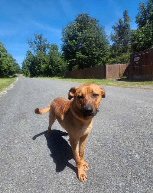 Logan, ADOPTABLE, Young Male Labrador Retriever & Rhodesian Ridgeback.