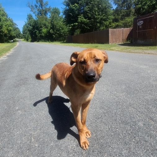 Enlarge Logan, a Adoptable mixed breed in Manhasset, NY image 1/6