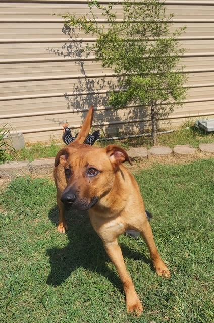 Enlarge Logan, a Adoptable mixed breed in Manhasset, NY image 4/6