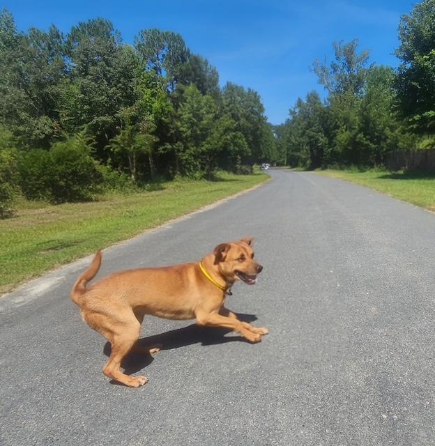 Enlarge Logan, a ADOPTABLE mixed breed in Manhasset, NY image 4/5