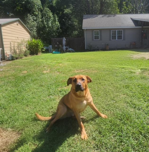 Enlarge Logan, a ADOPTABLE mixed breed in Manhasset, NY image 2/5