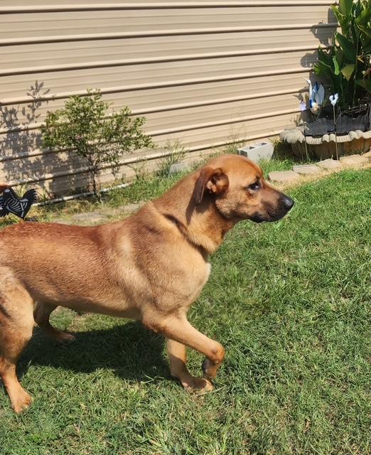 Enlarge Logan, a Adoptable mixed breed in Manhasset, NY image 3/6