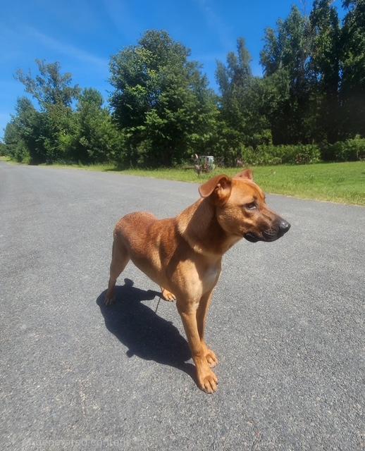 Enlarge Logan, a ADOPTABLE mixed breed in Manhasset, NY image 3/5