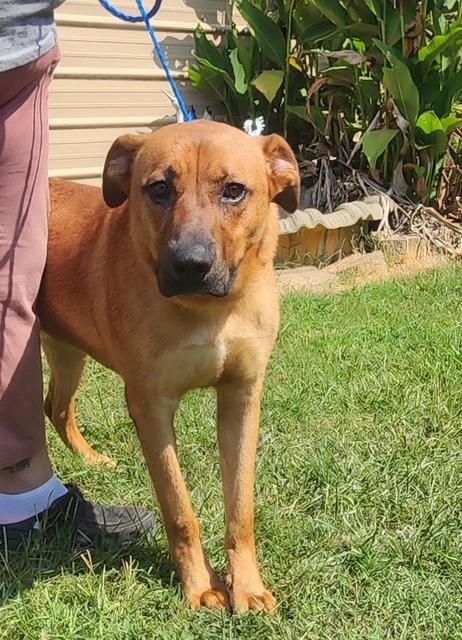 Enlarge Logan, a Adoptable mixed breed in Manhasset, NY image 2/6