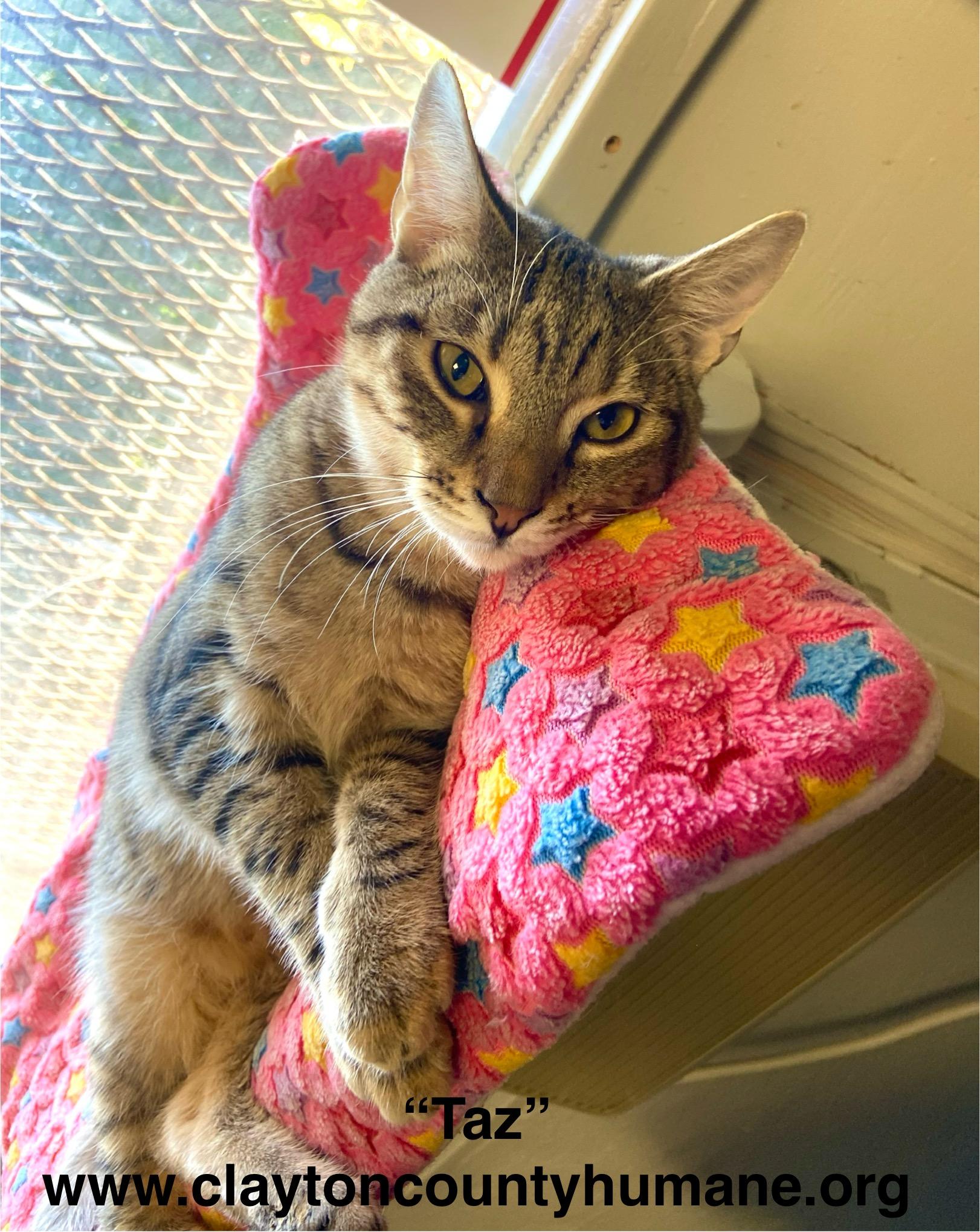 Enlarge Taz, a Adoptable Domestic Short Hair in Jonesboro, GA image 1/1