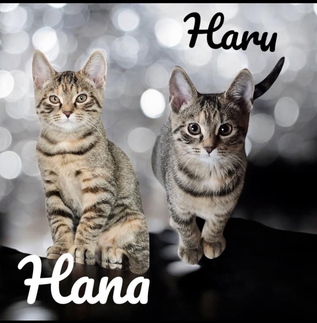 Enlarge Hana n Haru, a Adoptable Domestic Short Hair in West Pittston, PA image 1/1