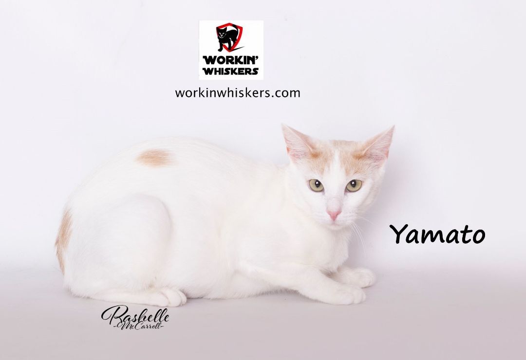 YAMATO, an adoptable Turkish Van & Domestic Short Hair Mix in HEMET, CA_image-1