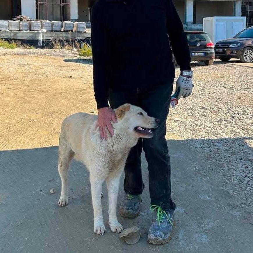 Enlarge Lady *Adoption Pending*, a Adoptable mixed breed in Alexandria, VA image 2/6