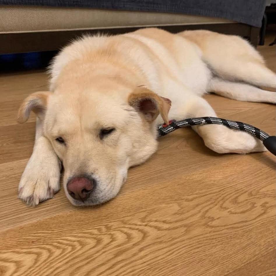 Enlarge Lady *Adoption Pending*, a Adoptable mixed breed in Alexandria, VA image 3/6