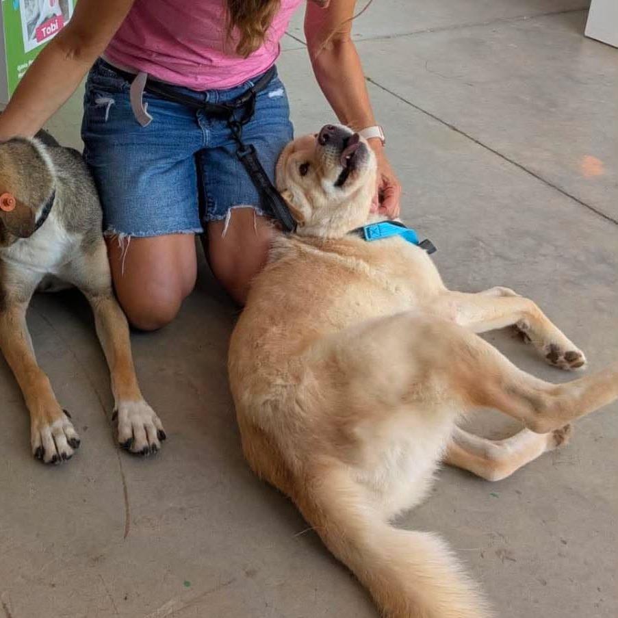 Enlarge Lady *Adoption Pending*, a Adoptable mixed breed in Alexandria, VA image 4/6