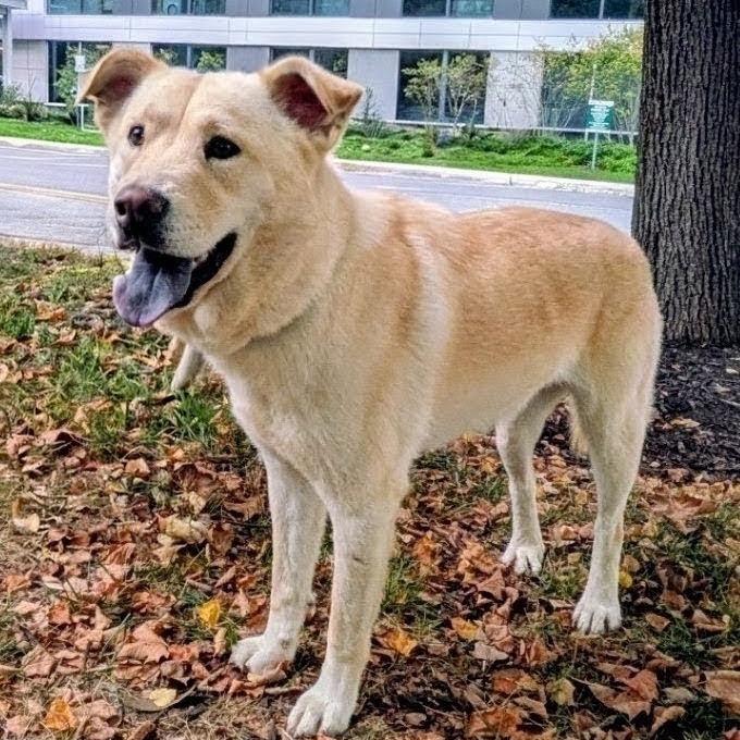 Enlarge Lady *Adoption Pending*, a Adoptable mixed breed in Alexandria, VA image 5/6