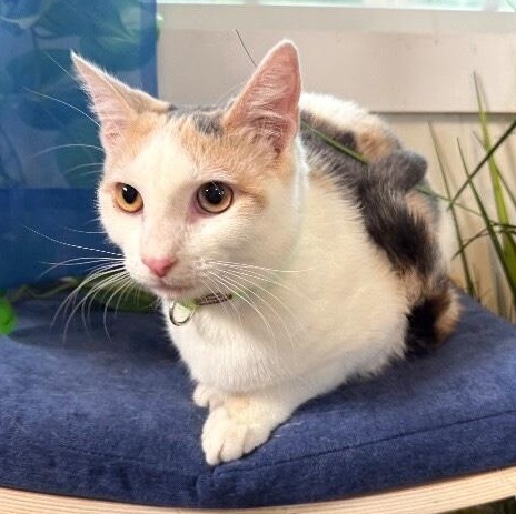 Nimbus Cloud — thumbnail 2