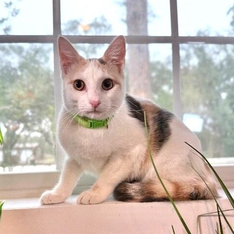 Nimbus Cloud — thumbnail 4