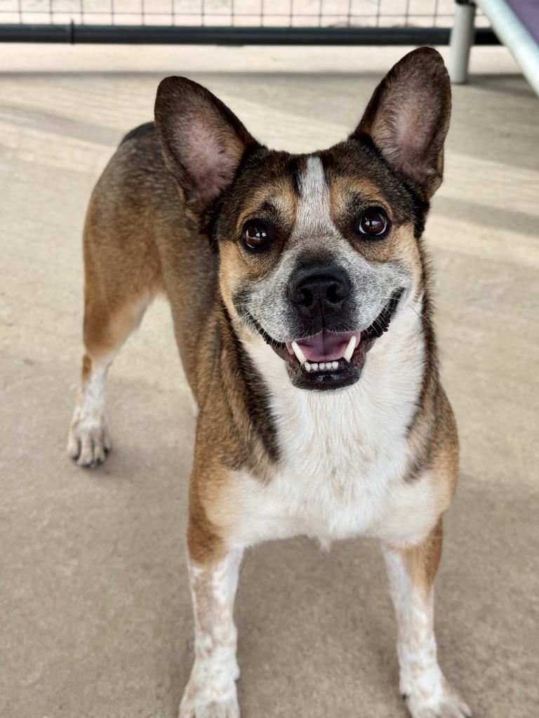 Enlarge Diego, a Adoptable mixed breed in Canyon Lake, TX image 1/2