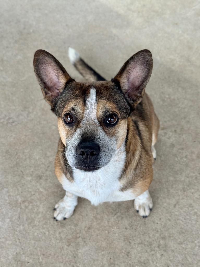 Enlarge Diego, a Adoptable mixed breed in Canyon Lake, TX image 2/2