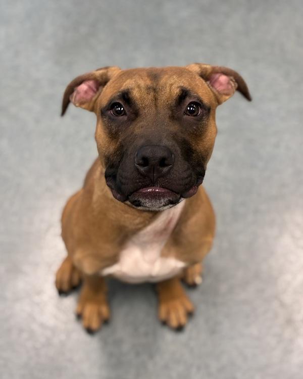 Cooper From the Dog Park, Adoptable, Young Male Shepherd & Pit Bull Terrier.