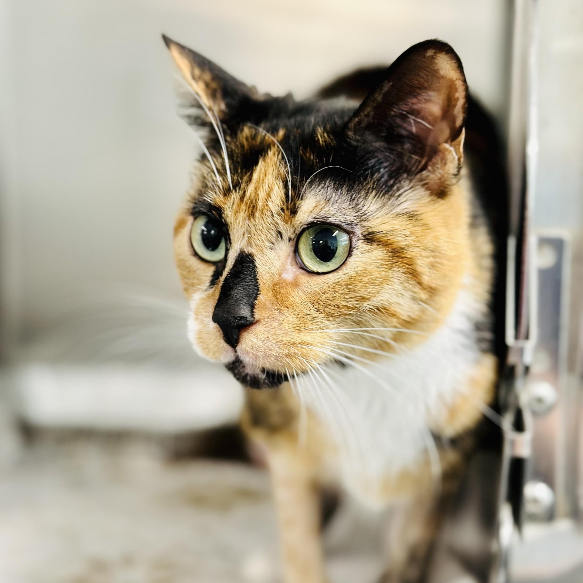 Puzzle, ADOPTABLE, Adult Female Domestic Short Hair.