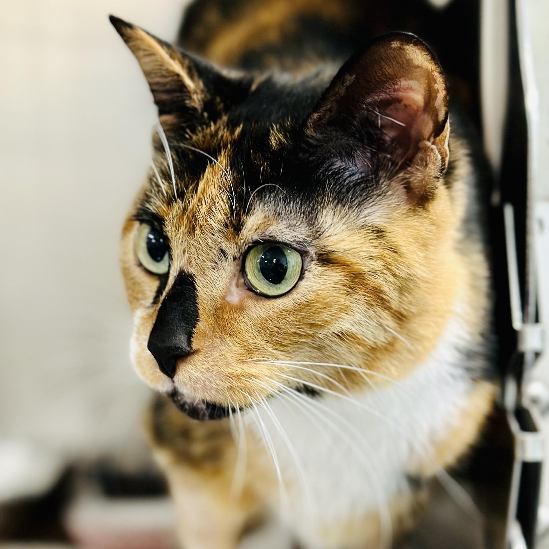 Puzzle, a ADOPTABLE Domestic Short Hair in Jackson, NJ image 2/2