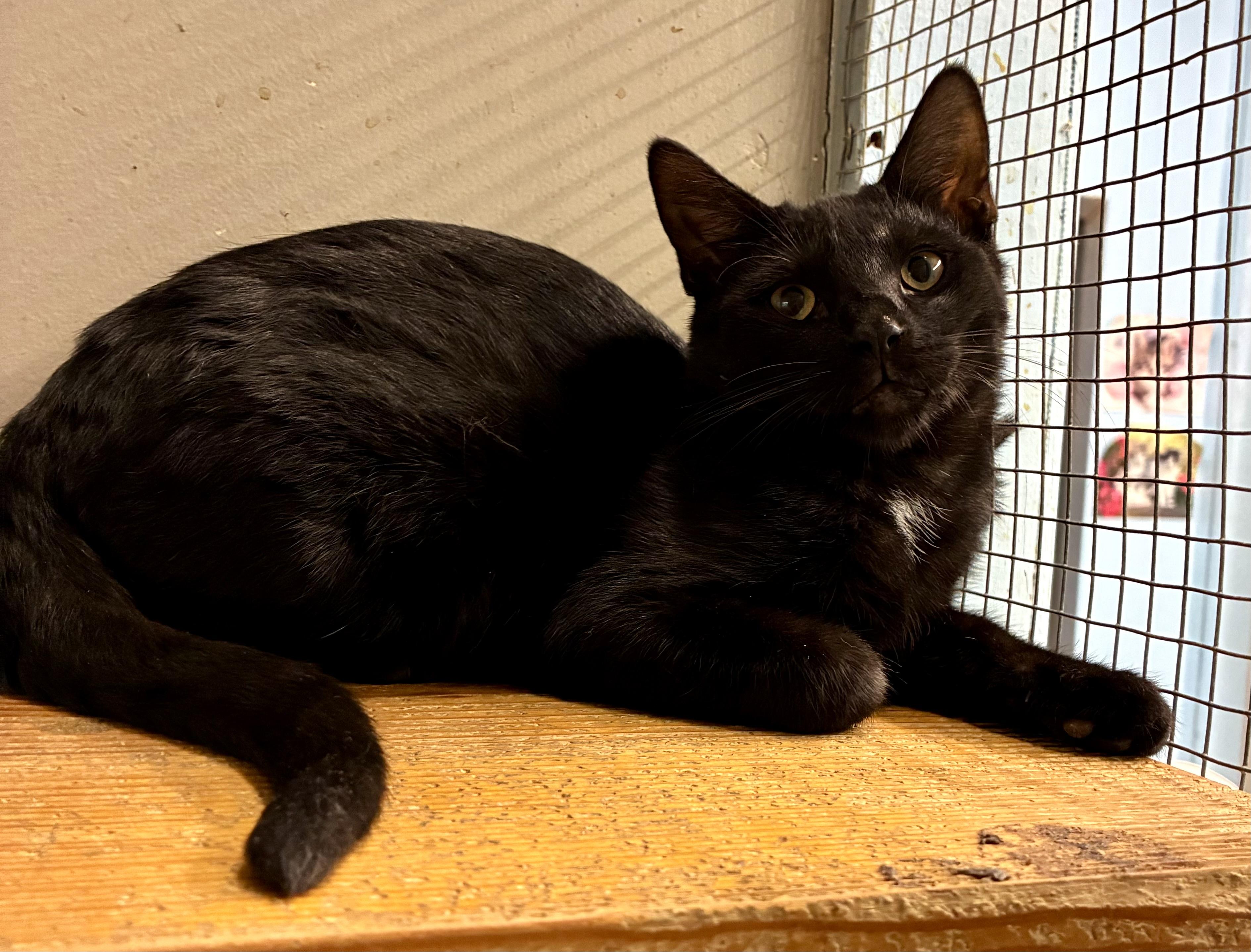 MAX, Adoptable, Young Male Domestic Short Hair.
