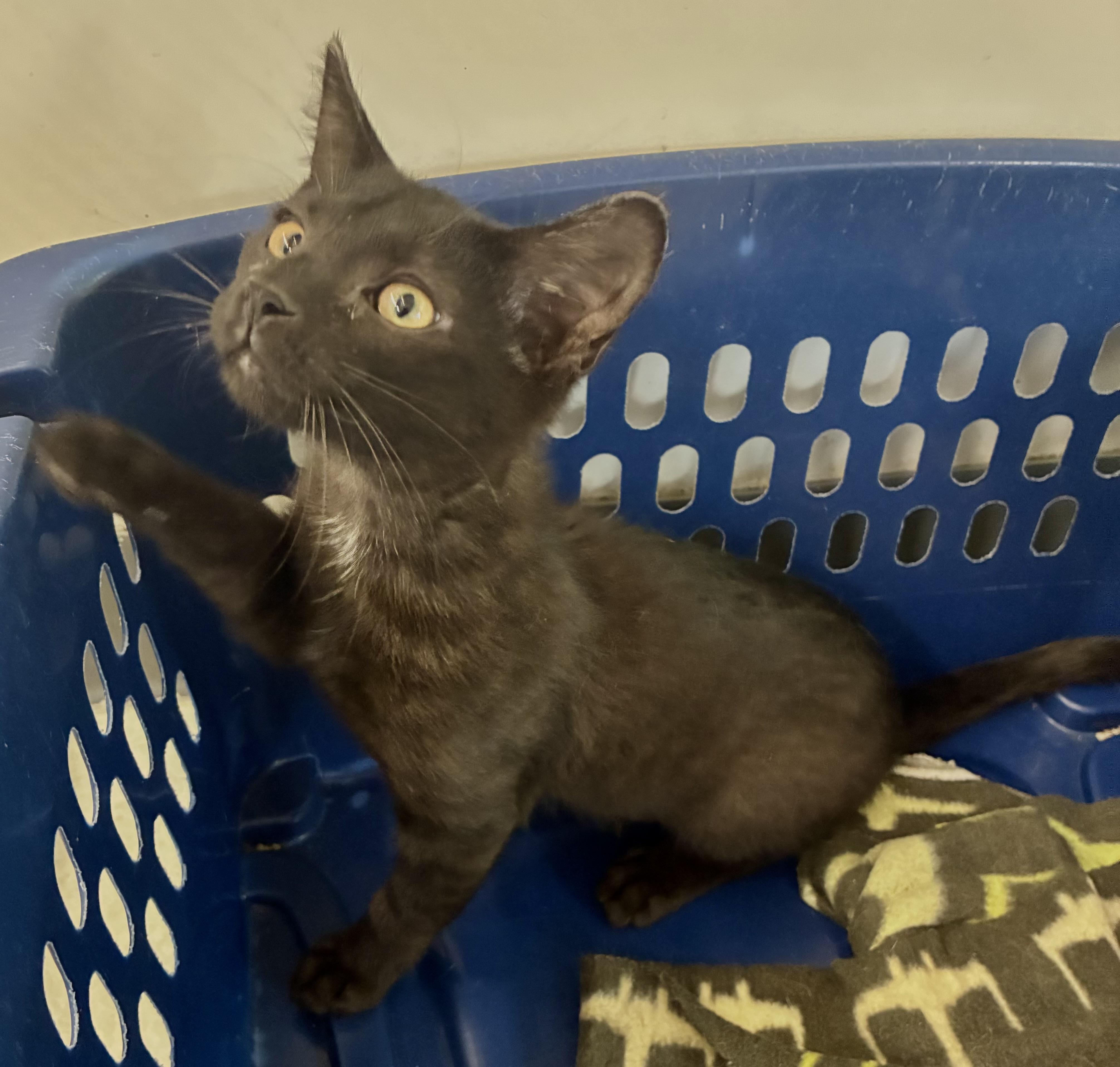 MAX, Adoptable, Young Male Domestic Short Hair.