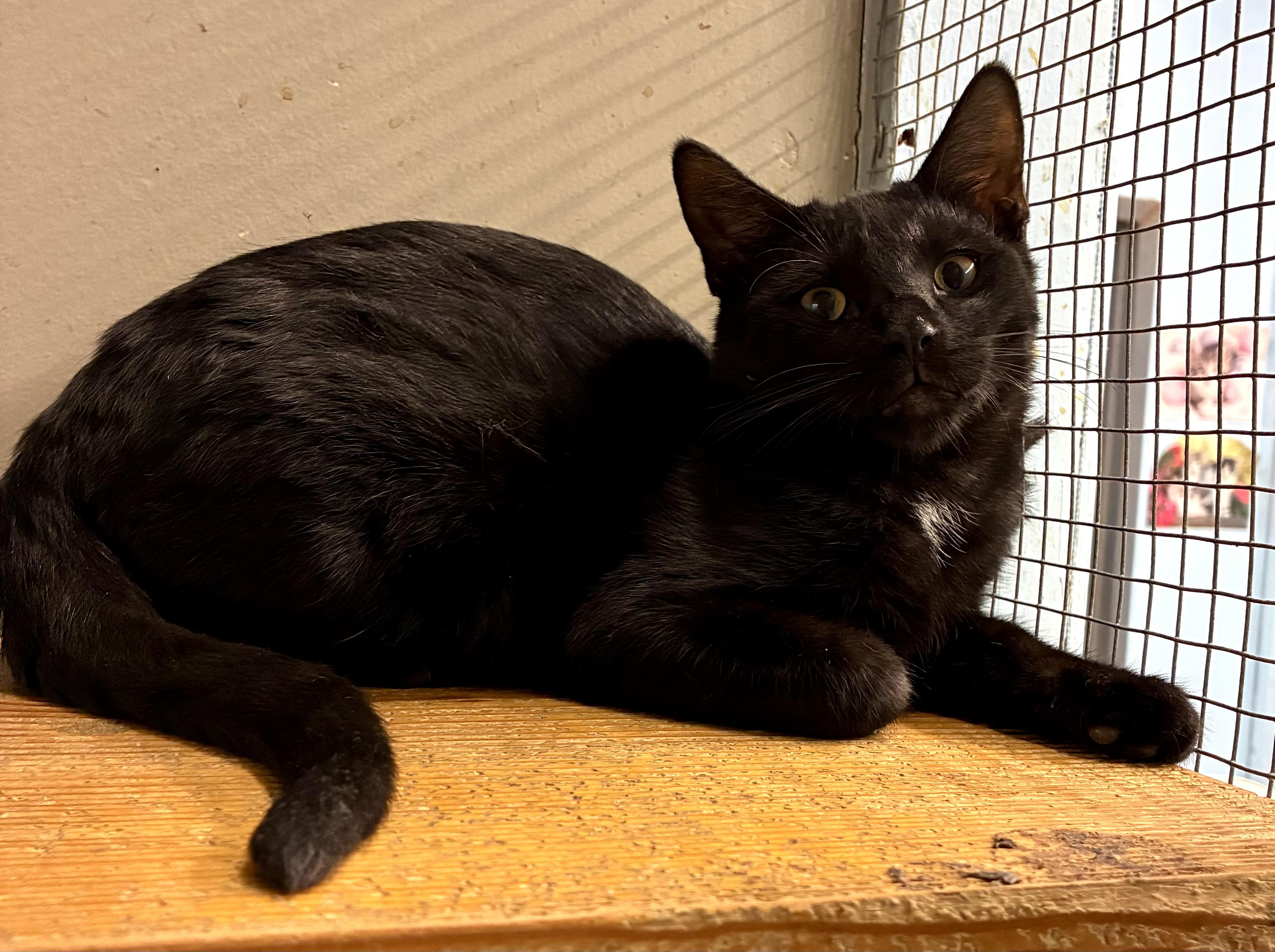 Enlarge MAX, a Adoptable Domestic Short Hair in Louisa, KY image 3/4