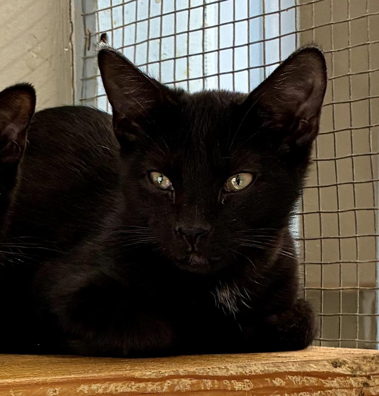 Enlarge MAX, a Adoptable Domestic Short Hair in Louisa, KY image 4/4