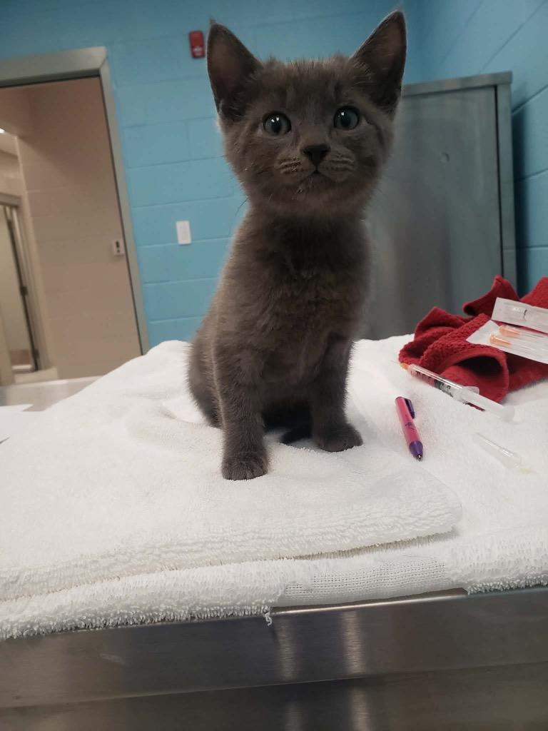 Enlarge Ivy, an adopted Domestic Short Hair in Frankfort, KY image 1/1