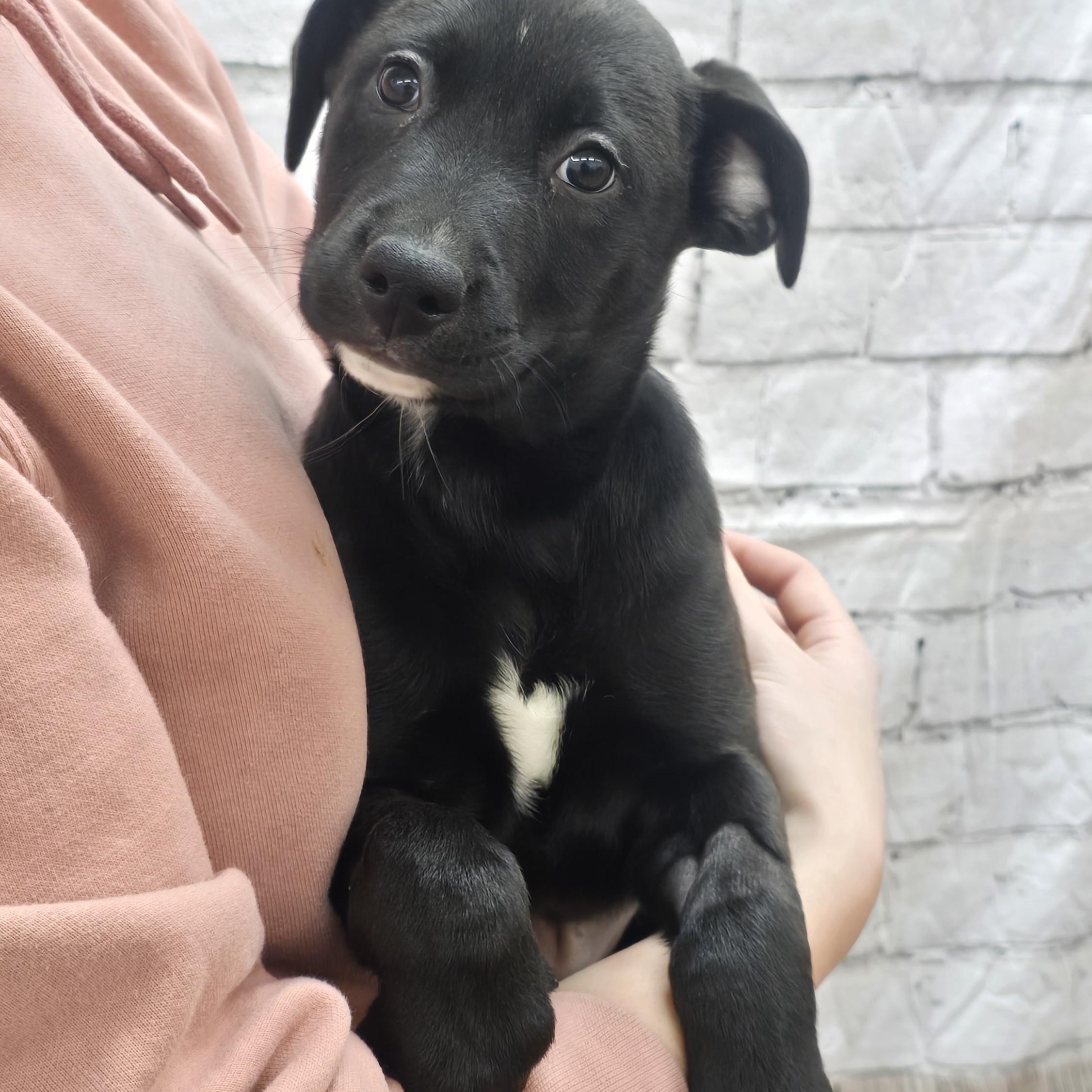 Gingie, an adopted mixed breed in Lake Odessa, MI image 1/5