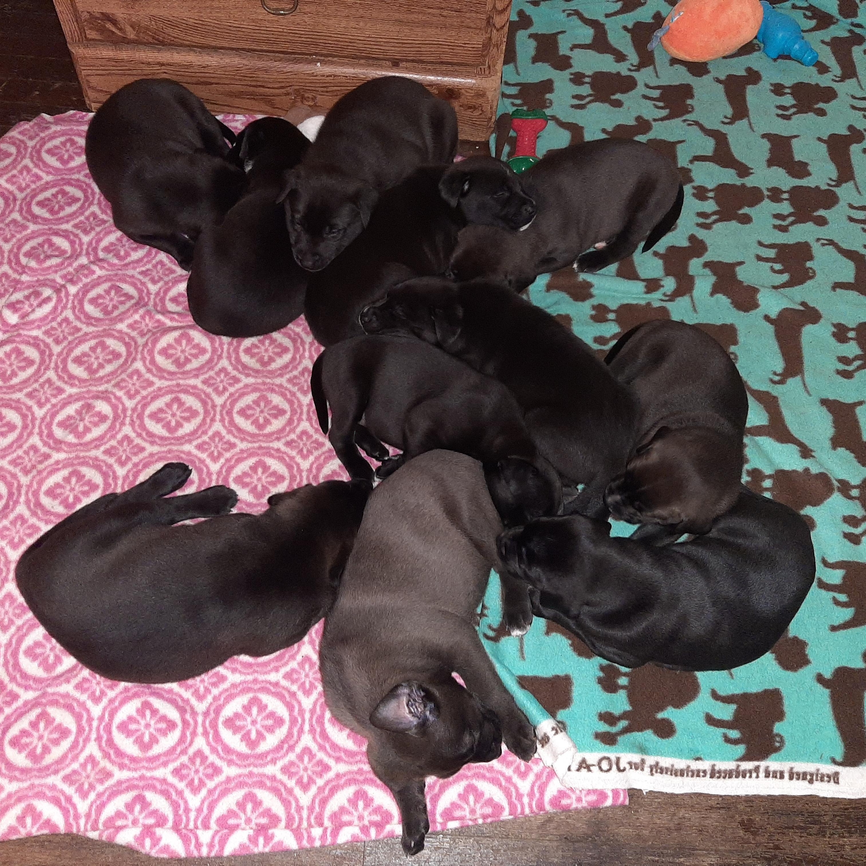 Gingie, an adopted mixed breed in Lake Odessa, MI image 3/5