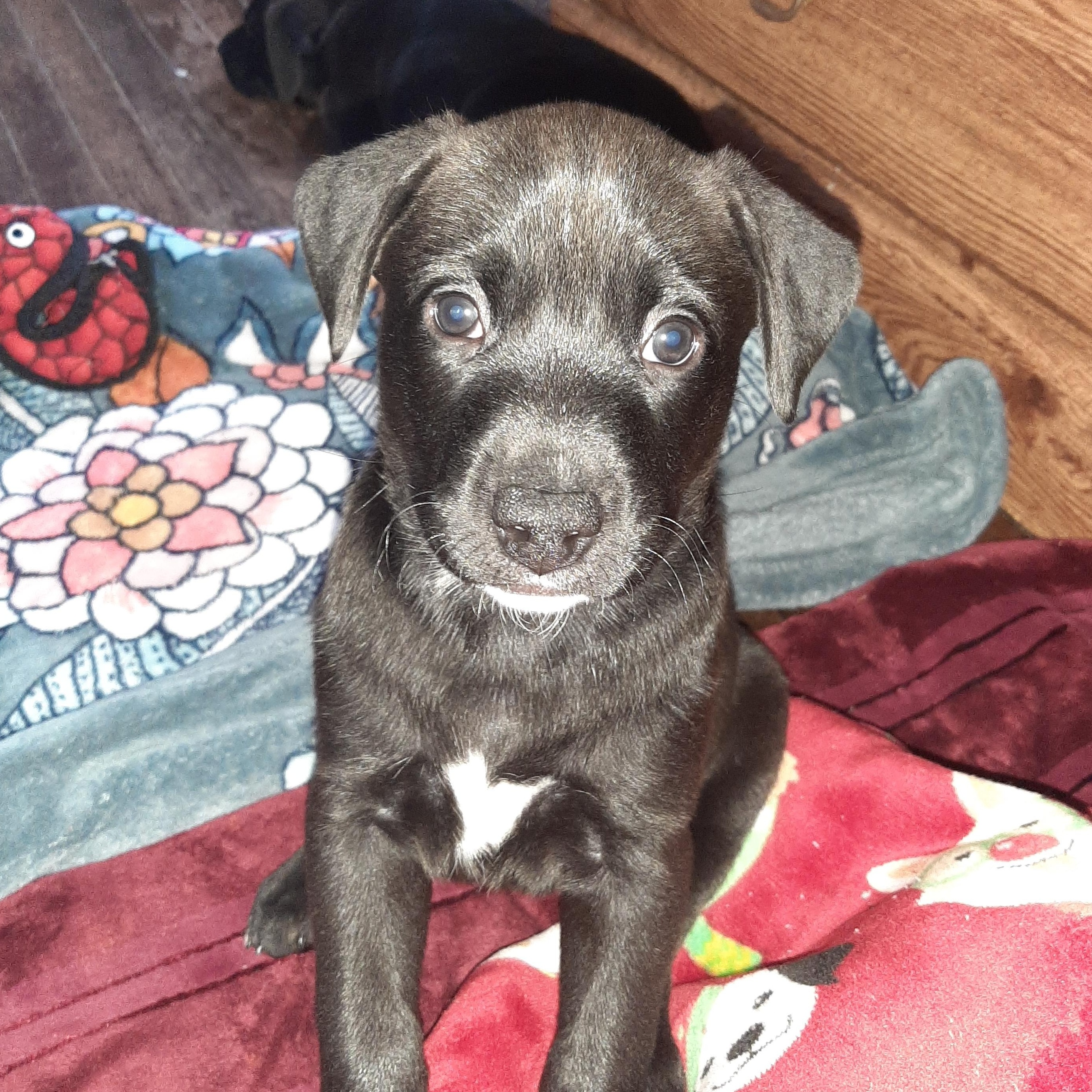 Gingie, an adopted mixed breed in Lake Odessa, MI image 2/5