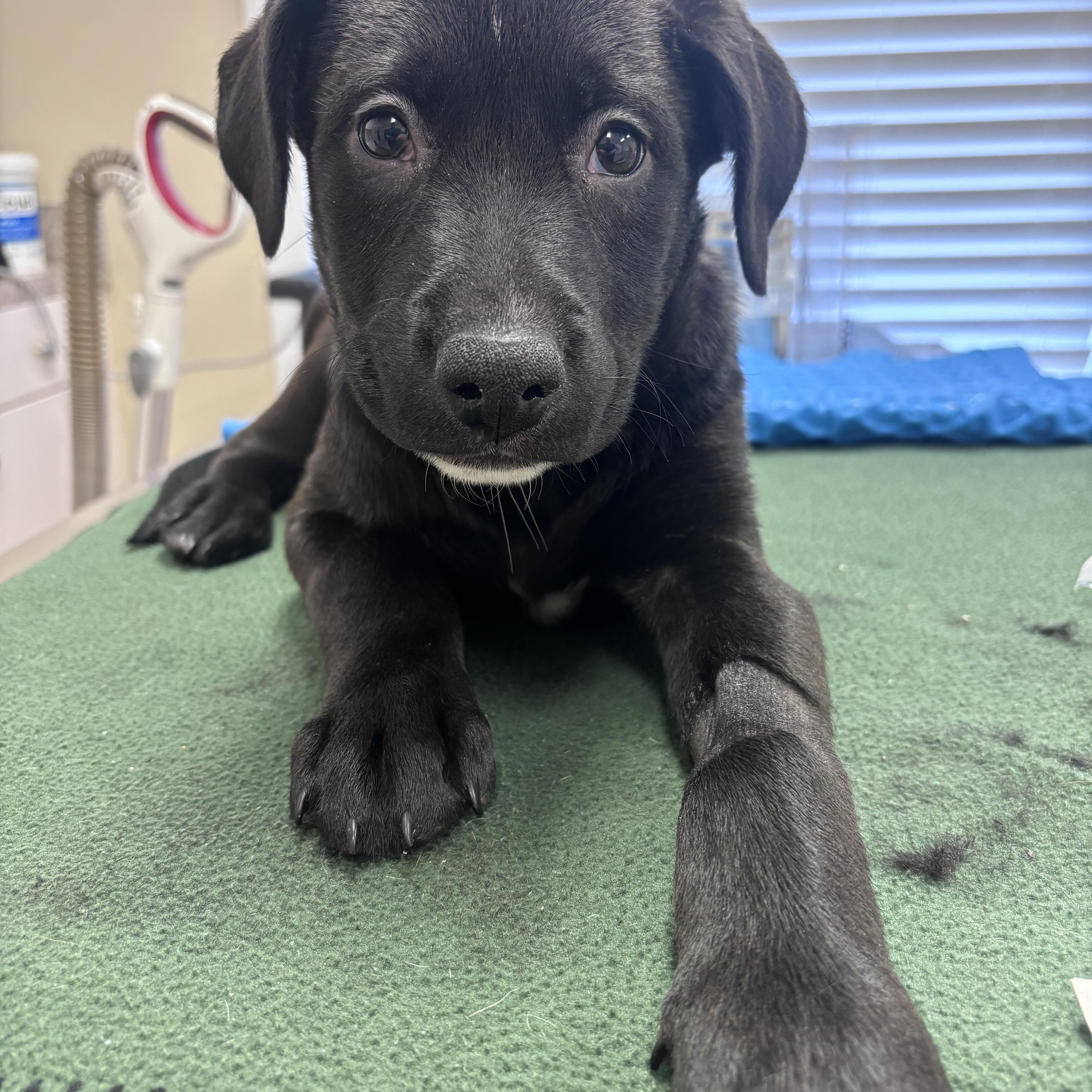 Gingie, an adopted mixed breed in Lake Odessa, MI image 5/5
