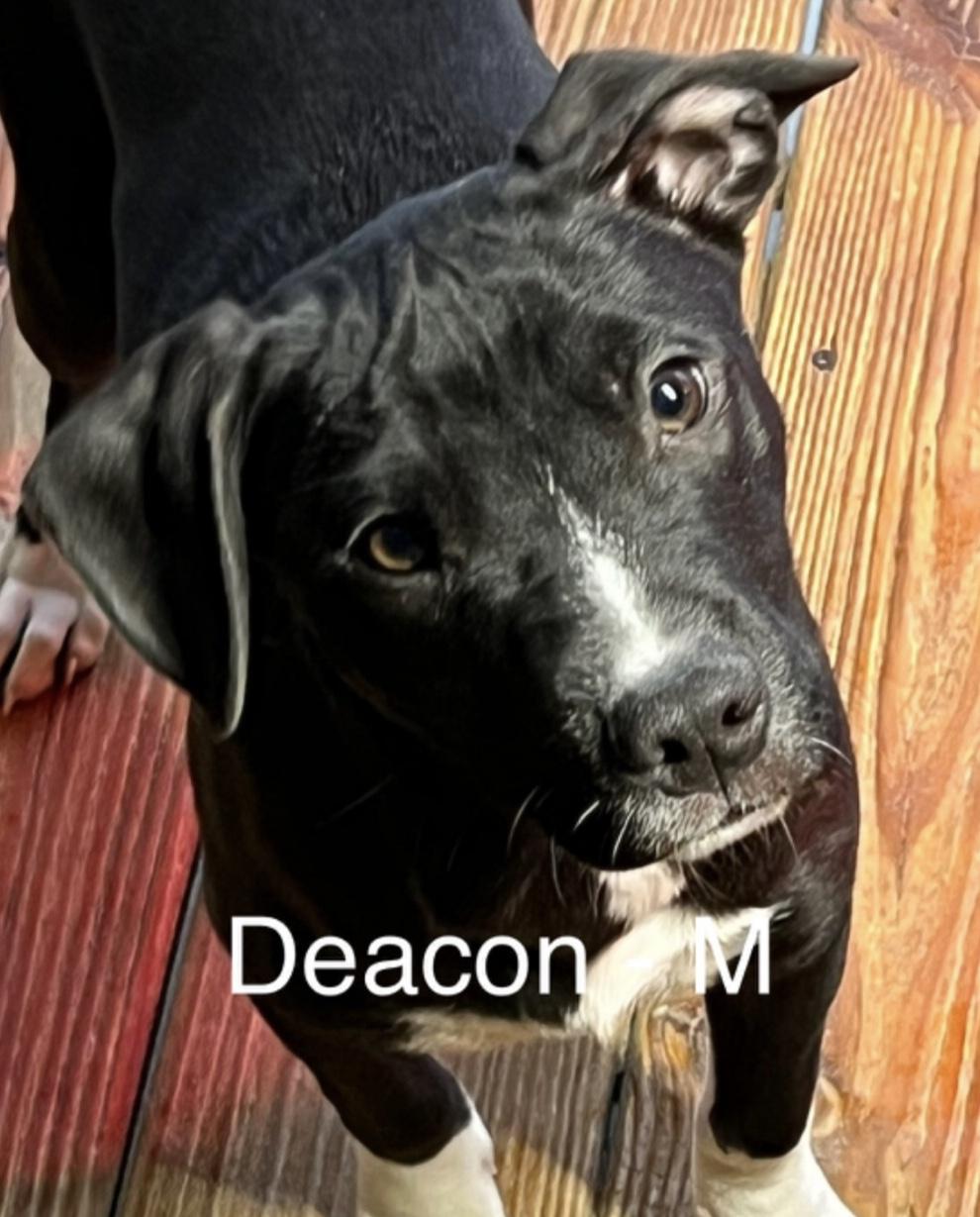 Deacon, Adoptable, Puppy Male Shepherd.