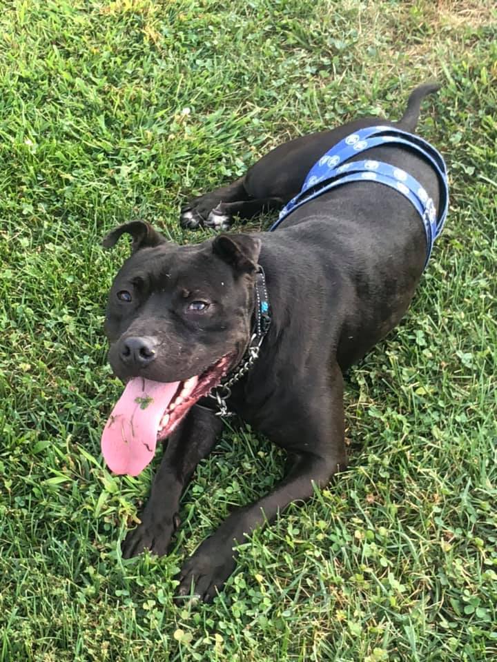 Enlarge Jax, a Adoptable mixed breed in Godfrey, IL image 1/10