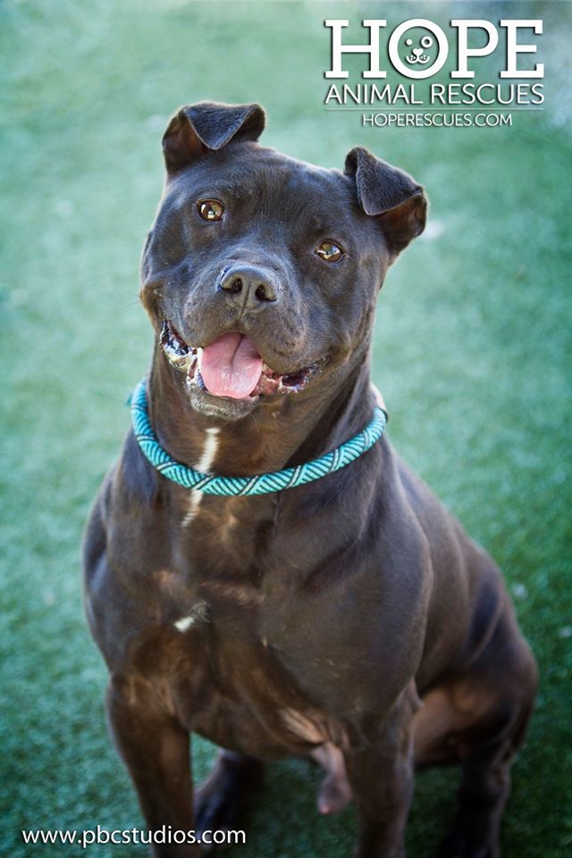 Jax, an adoptable Pit Bull Terrier in Godfrey, IL, 62035 | Photo Image 1