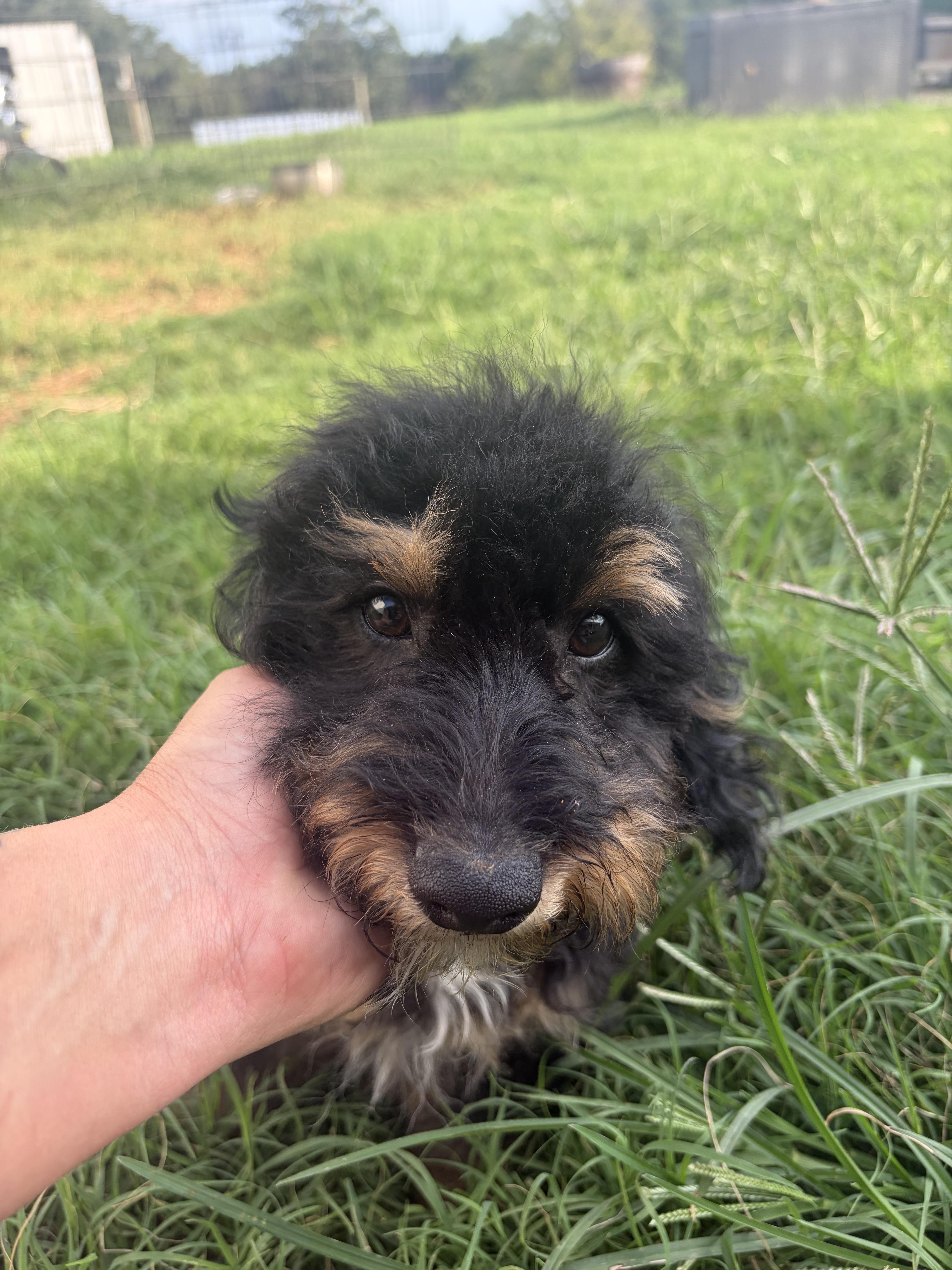 Enlarge Arlo, a Adopted mixed breed in polkton, NC image 1/4