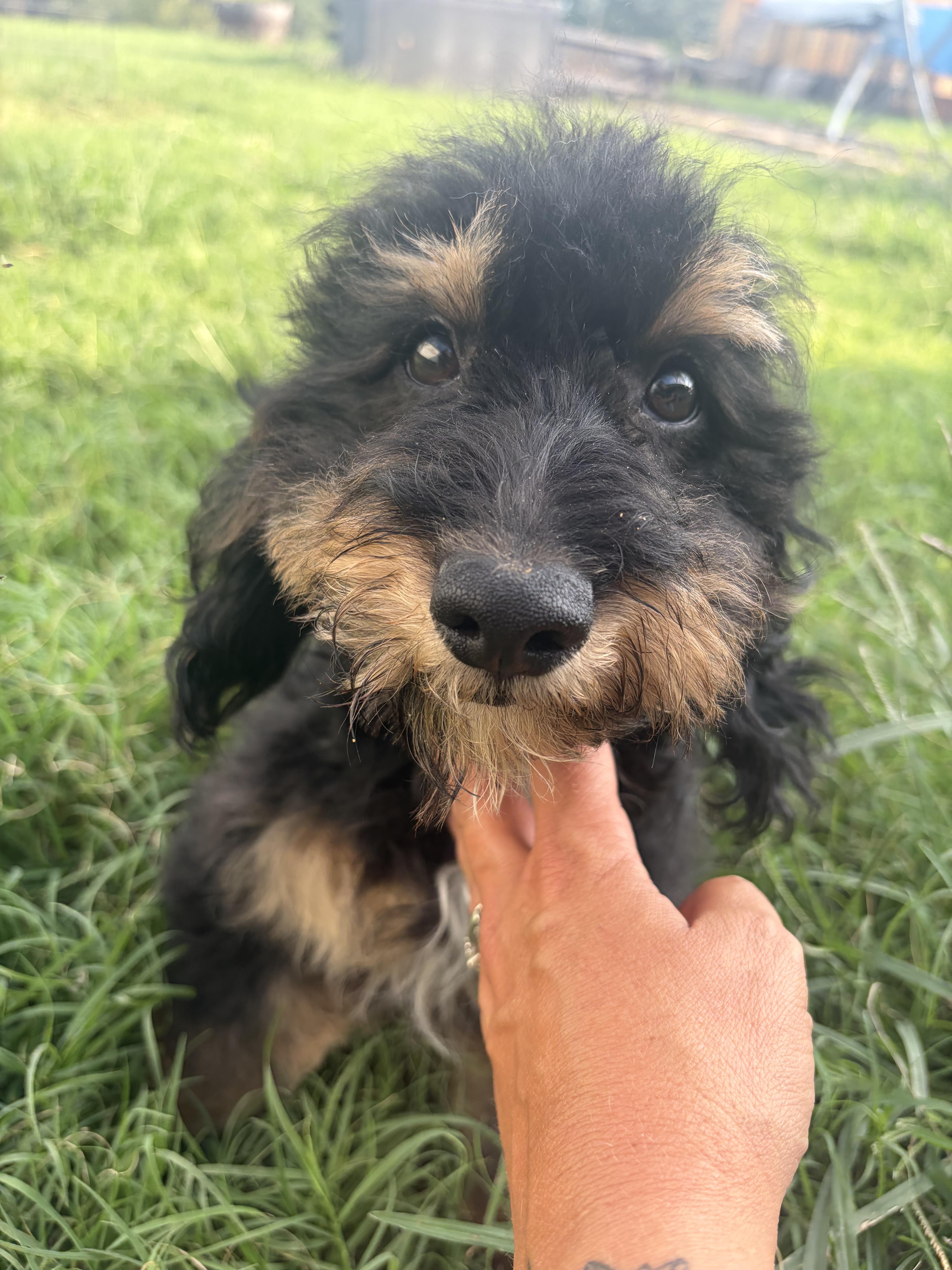 Enlarge Arlo, a Adopted mixed breed in polkton, NC image 2/4