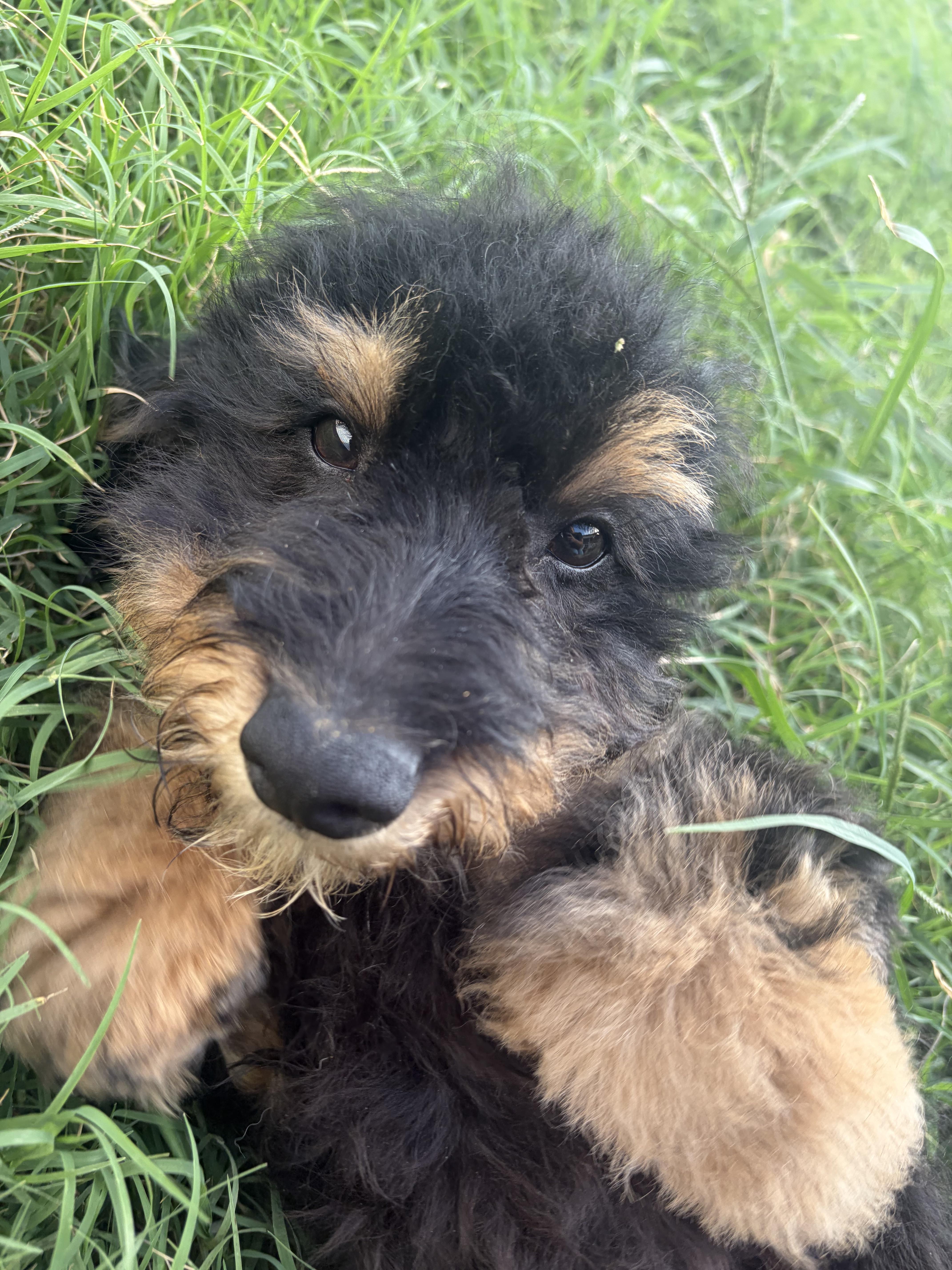 Enlarge Arlo, a Adopted mixed breed in polkton, NC image 3/4