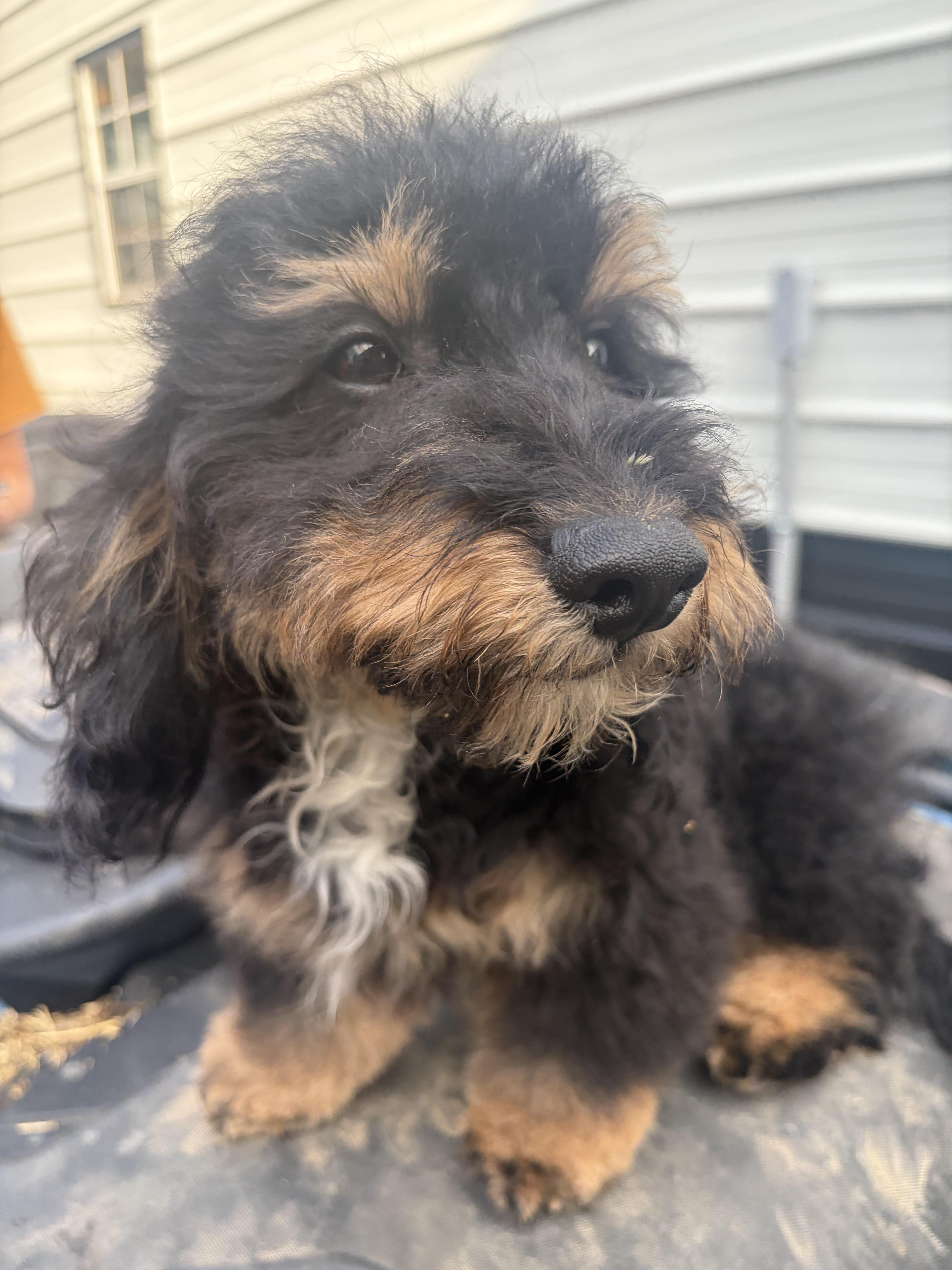 Enlarge Arlo, a Adopted mixed breed in polkton, NC image 4/4