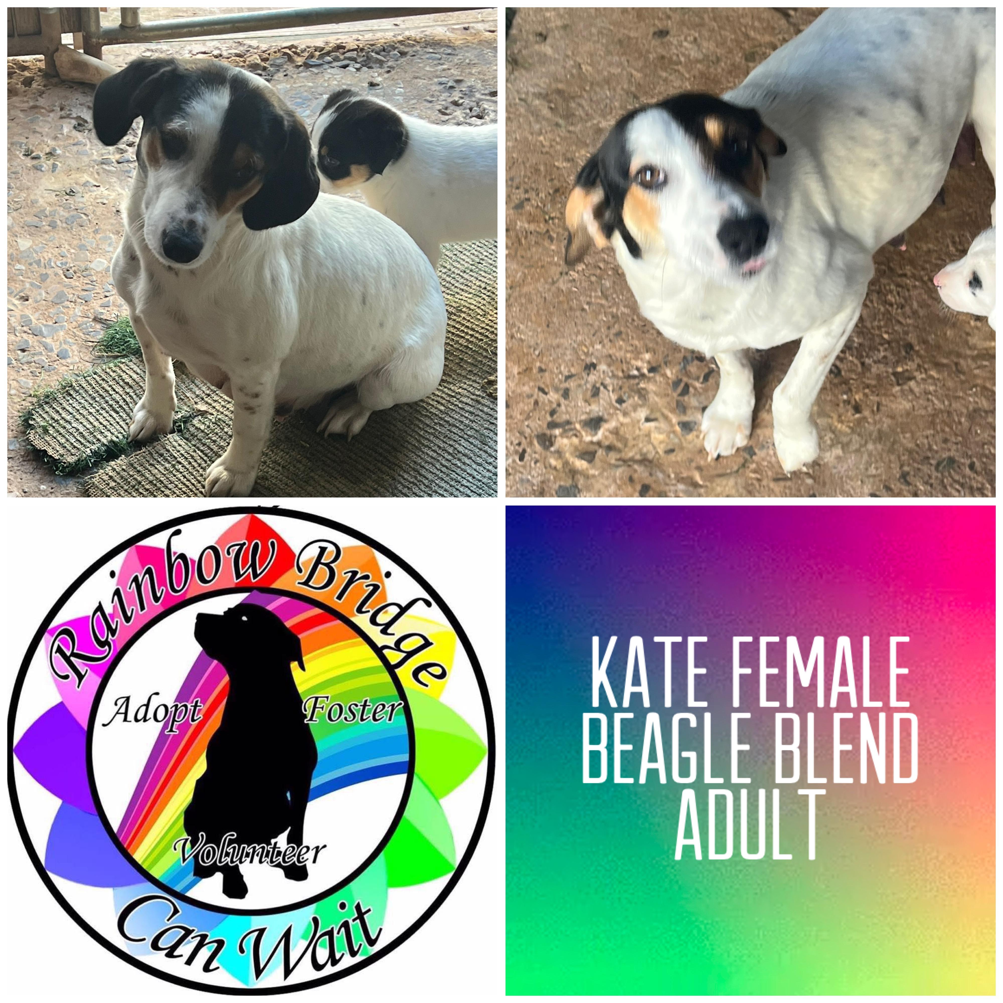 Kate, Adult Female Beagle