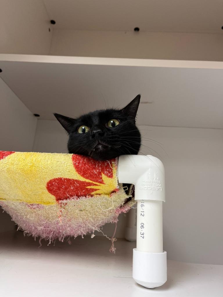 Cat Condo #22, Adoptable, Adult Male Domestic Short Hair & Mixed Breed.