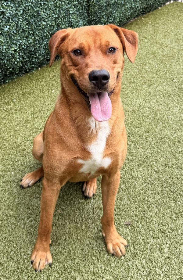 Enlarge Henry, a Adoptable mixed breed in Canton, GA image 1/1