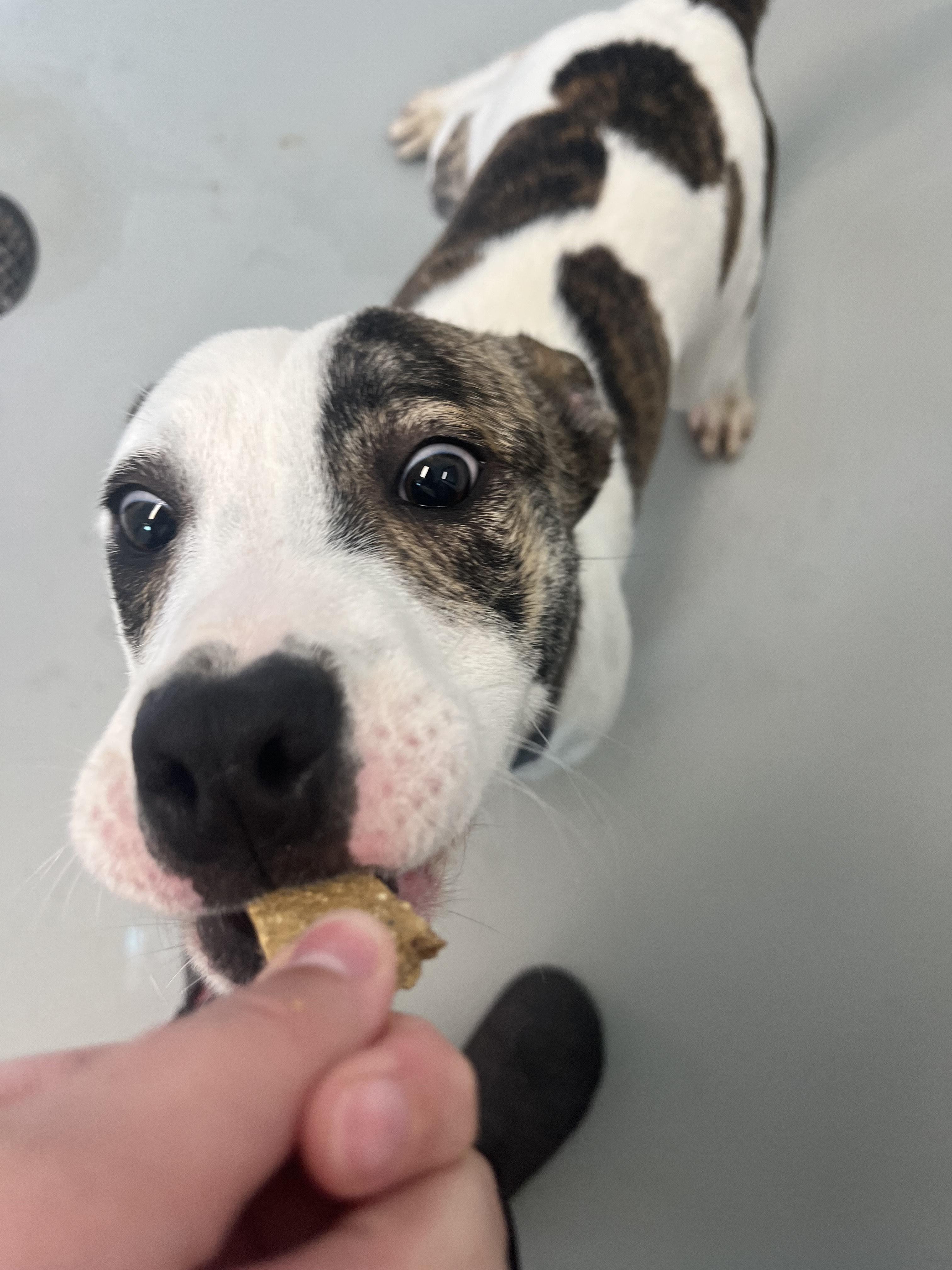 Jungle, a Adoptable mixed breed in Chico, CA image 1/6