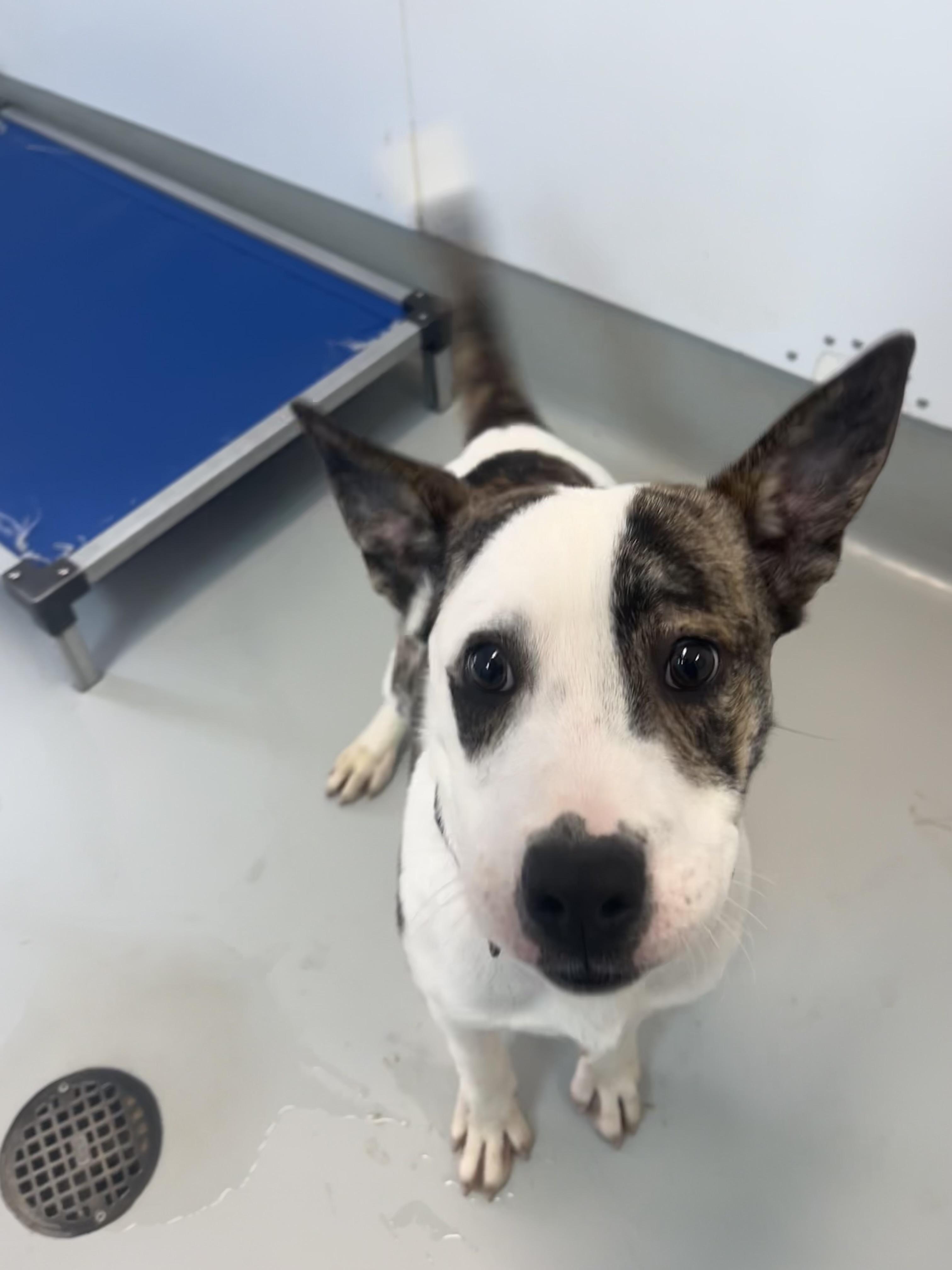 Jungle, a Adoptable mixed breed in Chico, CA image 2/6