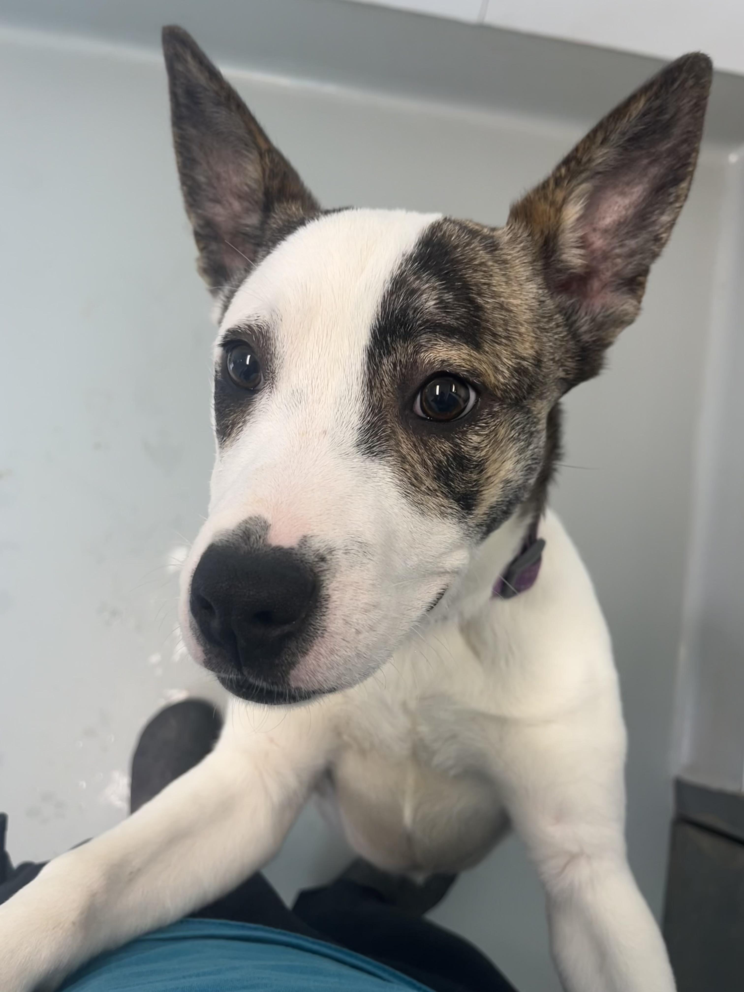 Jungle, a Adoptable mixed breed in Chico, CA image 4/6