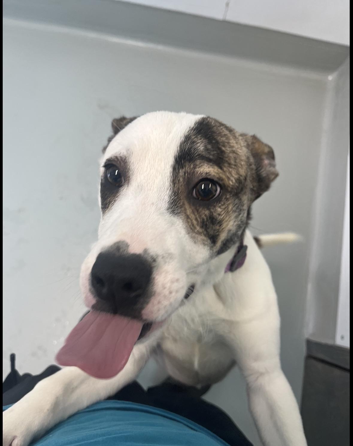 Jungle, a Adoptable mixed breed in Chico, CA image 5/6