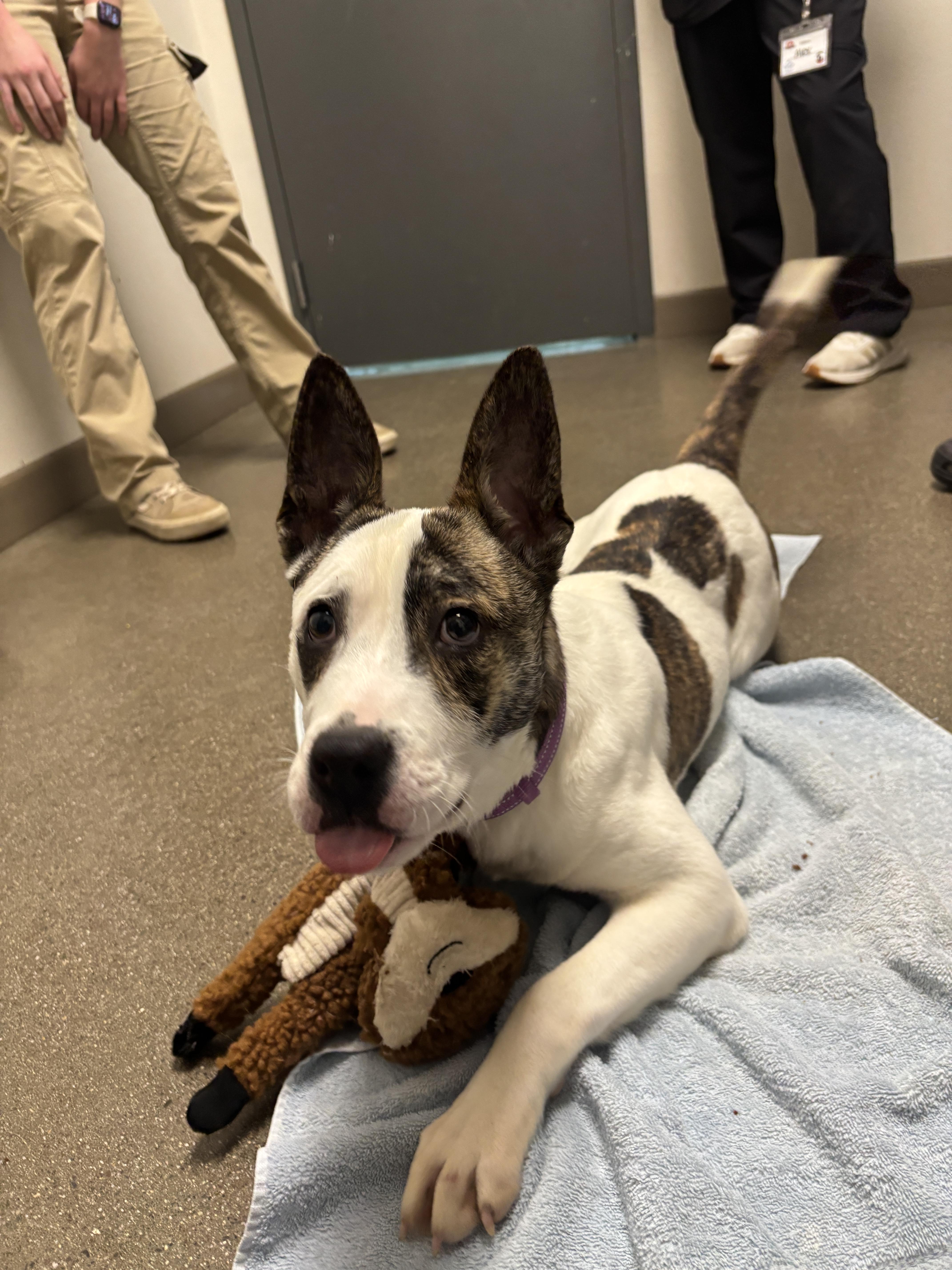 Jungle, a Adoptable mixed breed in Chico, CA image 6/6